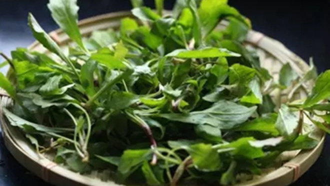 用識圖軟件挖野菜吃很危險