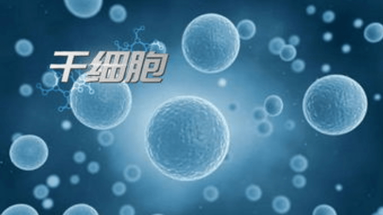 我國科學家用小分子誘導出人干細胞