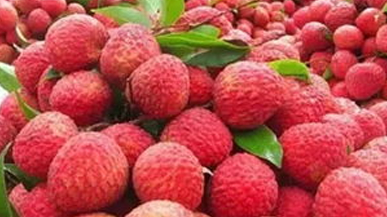 日啖荔枝三百顆？小心惹上“荔枝病”
